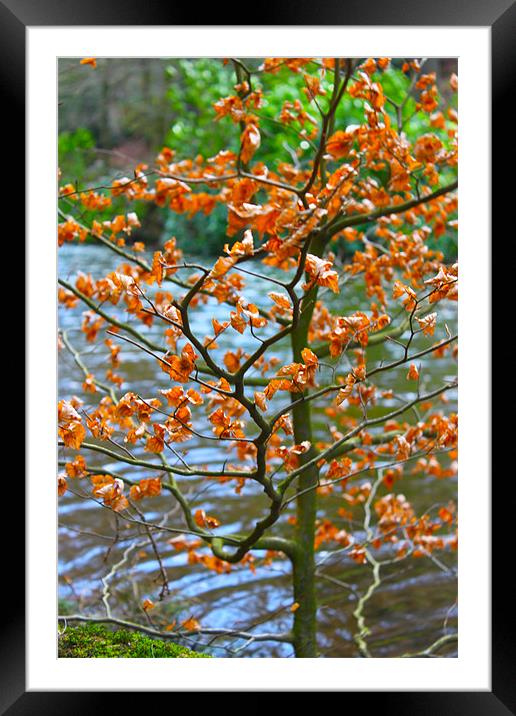 dry amber Framed Mounted Print by bobbi-jay lamburn