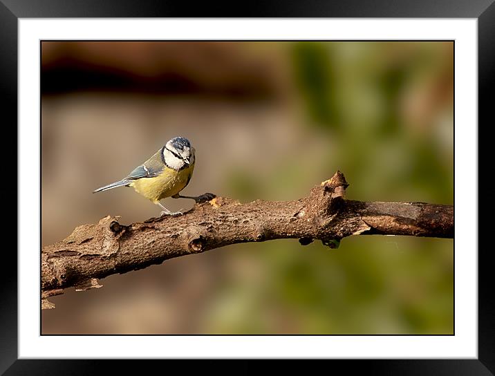 Blue Tit Framed Mounted Print by paul lewis
