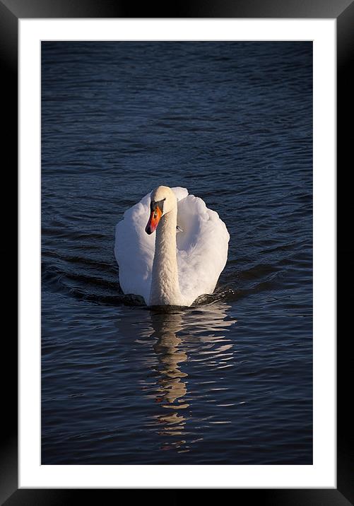 White Swan Framed Mounted Print by paul lewis