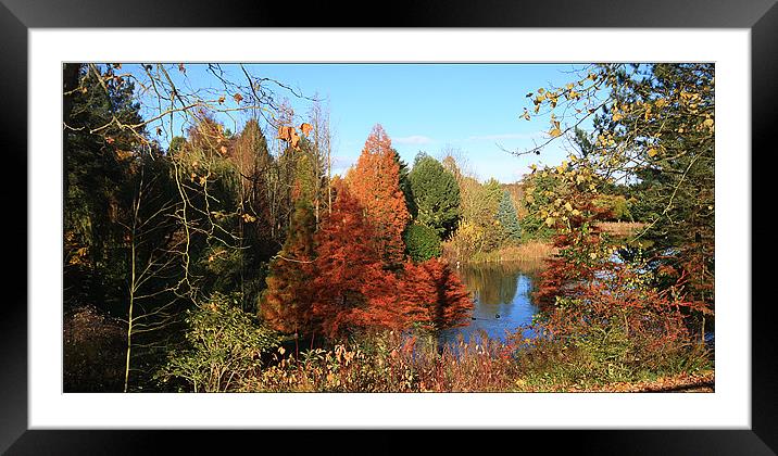 Autumn Lake Framed Mounted Print by paul lewis