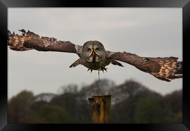 Grey Owl in Flight Framed Print by paul lewis