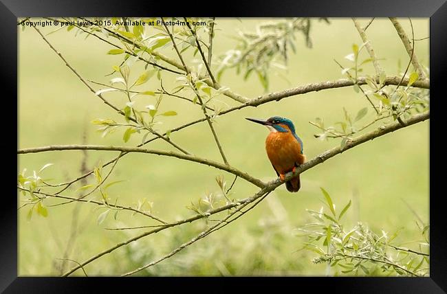 Kingfisher Framed Print by paul lewis