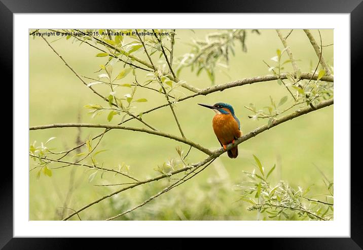 Kingfisher Framed Mounted Print by paul lewis