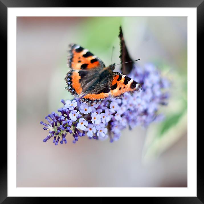 Butterfly Framed Mounted Print by Kerry Murray