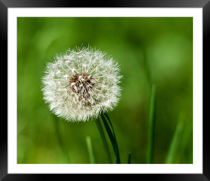 Dandilion clock Framed Mounted Print by Kerry Murray