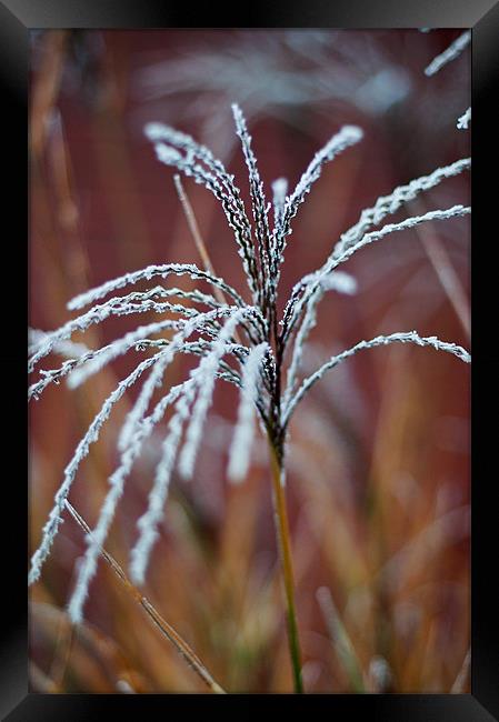 A touch of frost Framed Print by Kerry Murray
