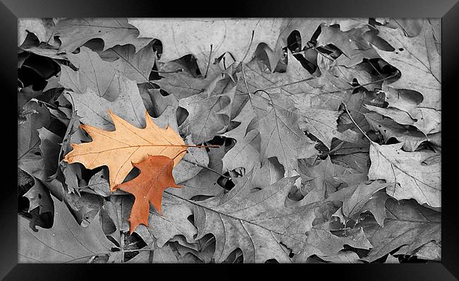 Autumn leaves Framed Print by Kerry Murray