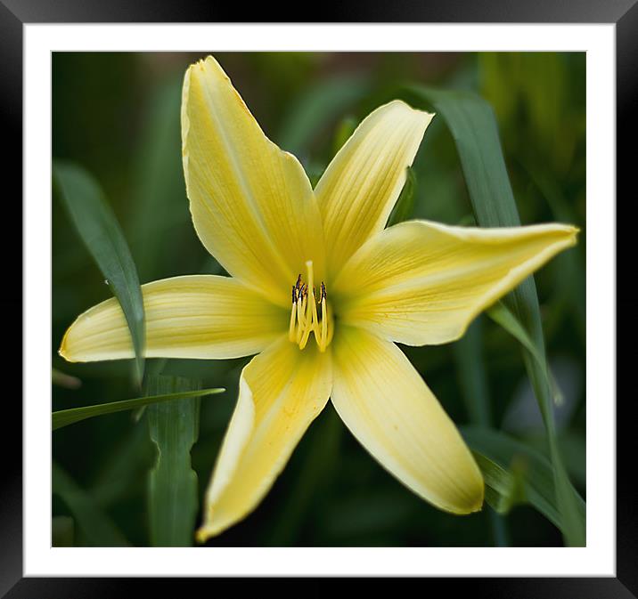 Yellow lily Framed Mounted Print by Kerry Murray