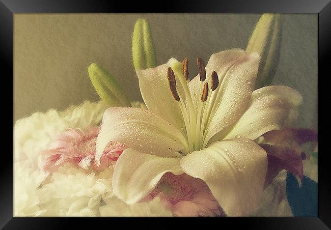 Beautiful Lilly. Framed Print by Louise Wagstaff