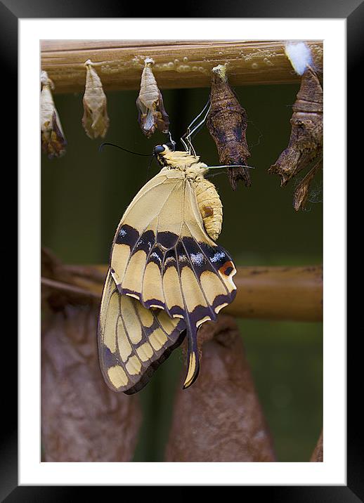 Swallowtail Butterfly. Framed Mounted Print by Louise Wagstaff