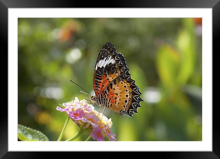 Red Lacewing Butterfly. Framed Mounted Print by Louise Wagstaff
