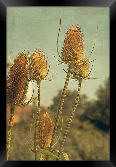 Golden Teasels Framed Print by Louise Wagstaff