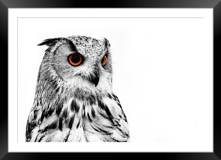 Eurasian Eagle Owl Framed Mounted Print by Louise Wagstaff