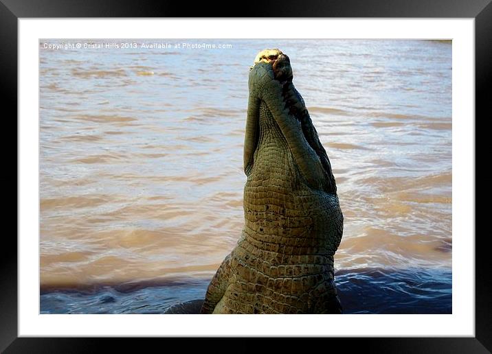 Jumping crocodiles on the Adalaide River Framed Mounted Print by Cristal Hills