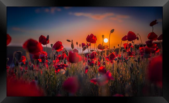 Poppy Field At Sunset Framed Print by Ian Mayou
