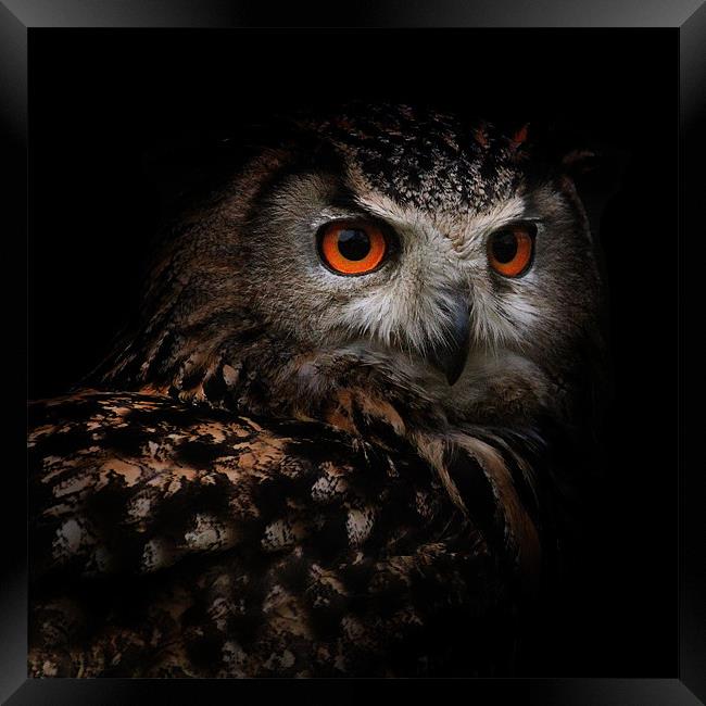 Eagle Owl with Glowing Eyes Framed Print by Ed Pettitt