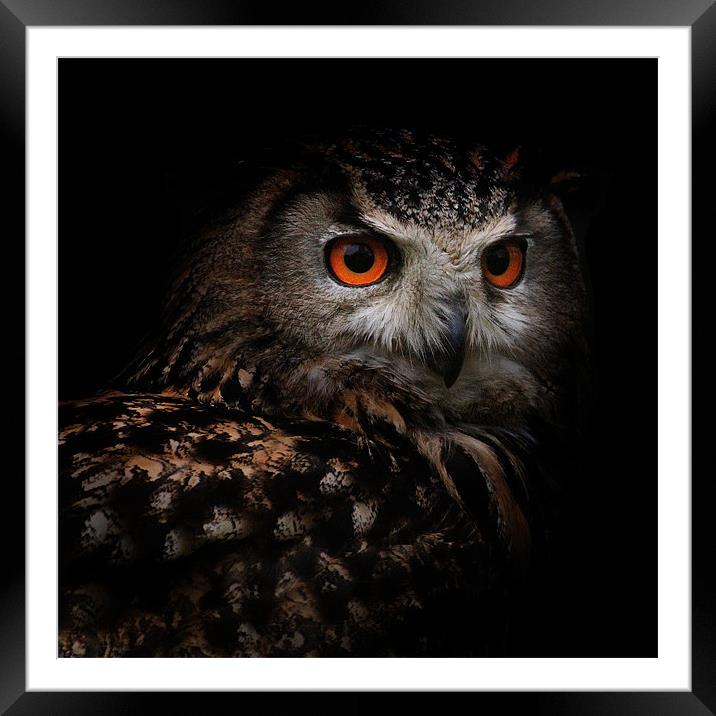 Eagle Owl with Glowing Eyes Framed Mounted Print by Ed Pettitt