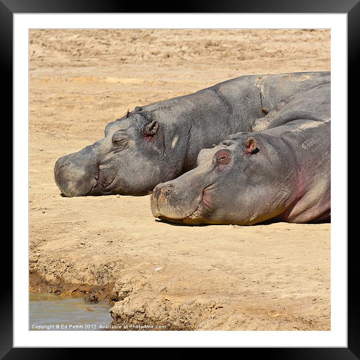 Happy Hippos Framed Mounted Print by Ed Pettitt