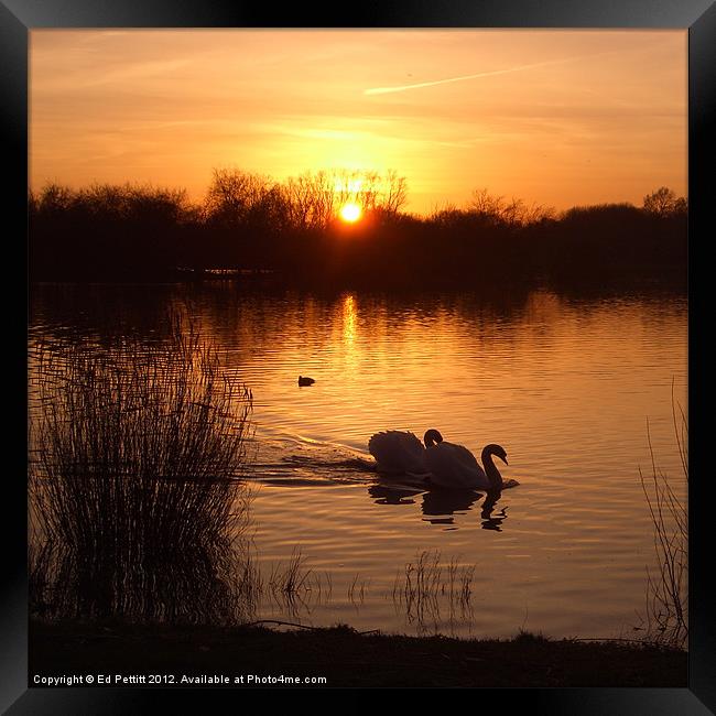 Swan Couple at Sunset Framed Print by Ed Pettitt