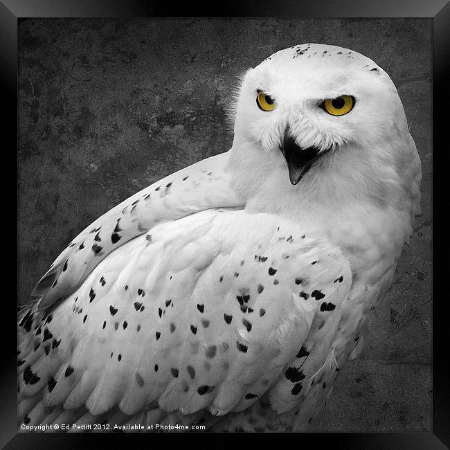 Snowy Owl Calling Framed Print by Ed Pettitt