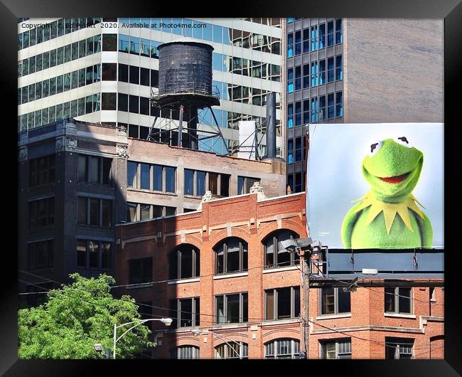 Kermit in Chicago Framed Print by Ed Pettitt