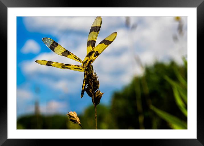 Dragonfly Framed Mounted Print by Mamadou Diallo