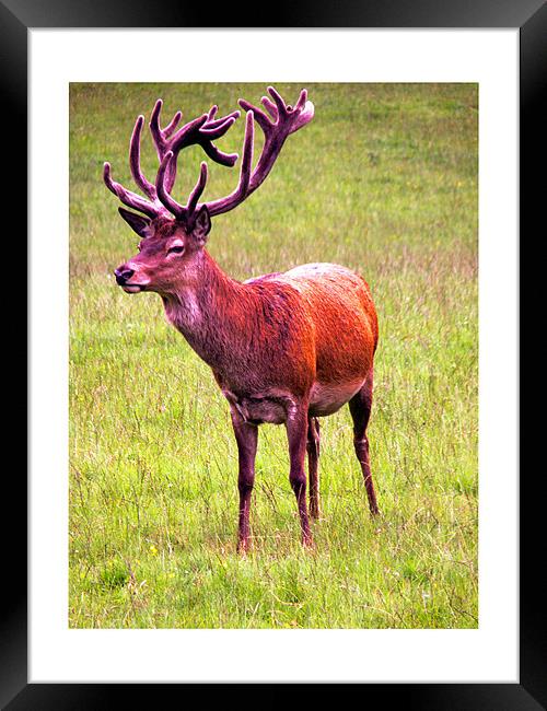 Red Stag Deer Blair Castle Framed Print by Reg Dobson
