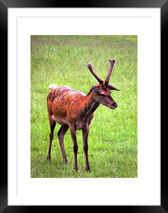 Baby Red Stag Deer Scotland Framed Mounted Print by Reg Dobson