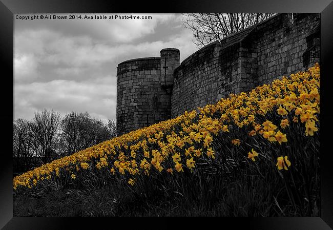 Daffs at the wall Framed Print by Ali Brown