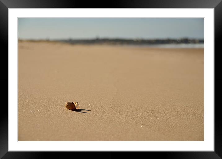 Shell on Beach Framed Mounted Print by Col Sm