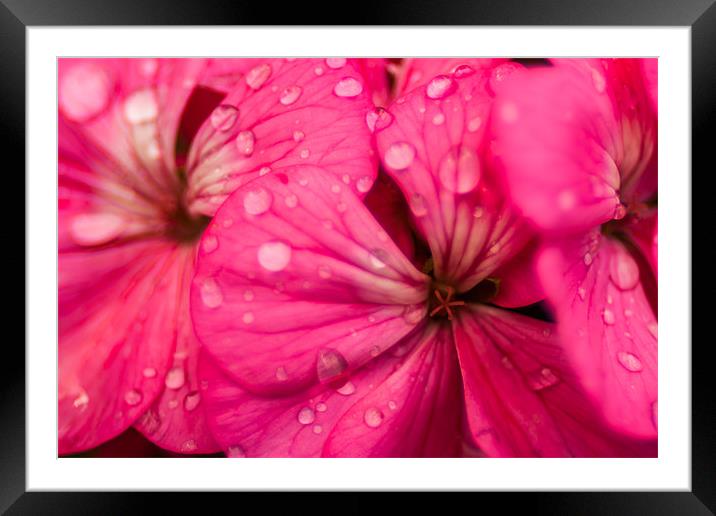Pink Water Framed Mounted Print by Jonathan Swetnam