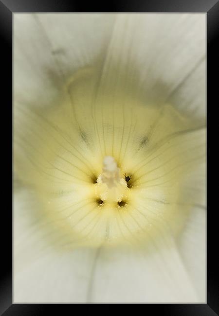 White Bindweed Framed Print by Jonathan Swetnam