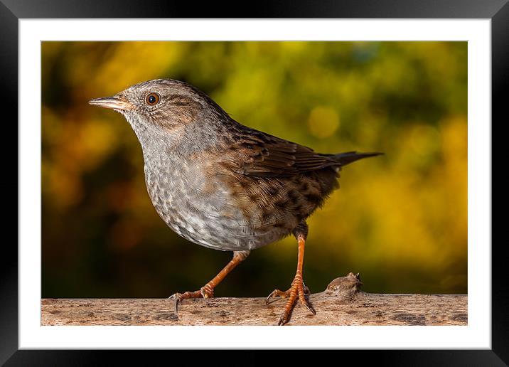 Dunnock Framed Mounted Print by Jonathan Swetnam