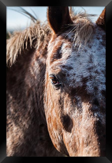 Horse Framed Print by Jonathan Swetnam