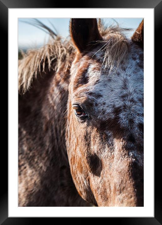 Horse Framed Mounted Print by Jonathan Swetnam