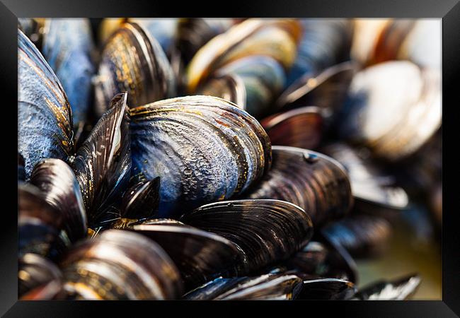 Mussels on the Beach Framed Print by Jonathan Swetnam