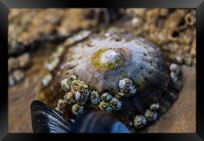 Limpet on the Beach Framed Print by Jonathan Swetnam