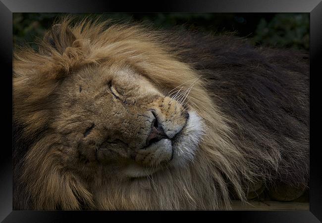 SLEEPING LION DREAMING Framed Print by Trevor Stevens