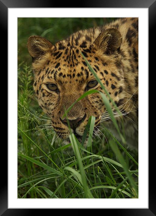 LEOPARD BIG CAT SANCTUARY Framed Mounted Print by Trevor Stevens