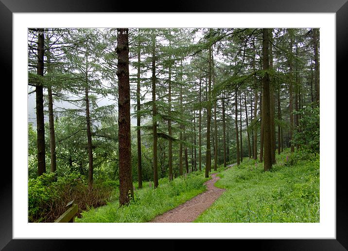 Woodland Path To Fairholmes - Ladybower Reservoir Framed Mounted Print by Vanna Taylor