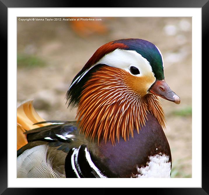 Mandarin Duck Framed Mounted Print by Vanna Taylor