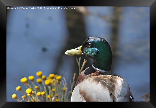 Duck Resting By Cromford Canal, Derbyshire Framed Print by Vanna Taylor