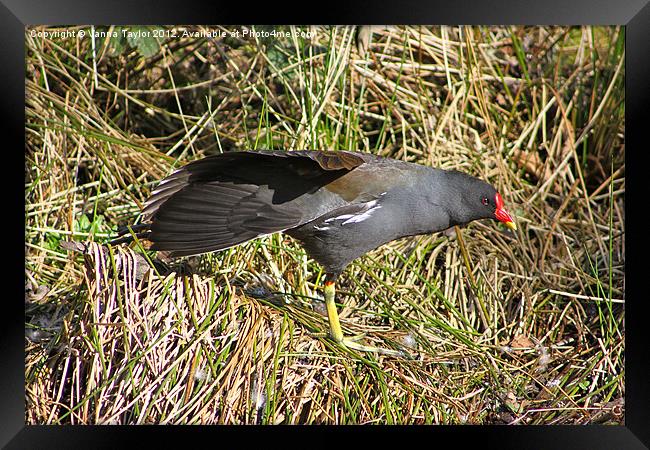 Moorhen Stretching Out By Cromford Canal Framed Print by Vanna Taylor