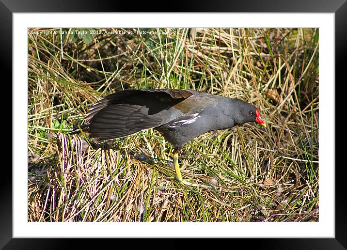 Moorhen Stretching Out By Cromford Canal Framed Mounted Print by Vanna Taylor