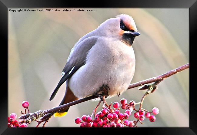 Waxwing Framed Print by Vanna Taylor