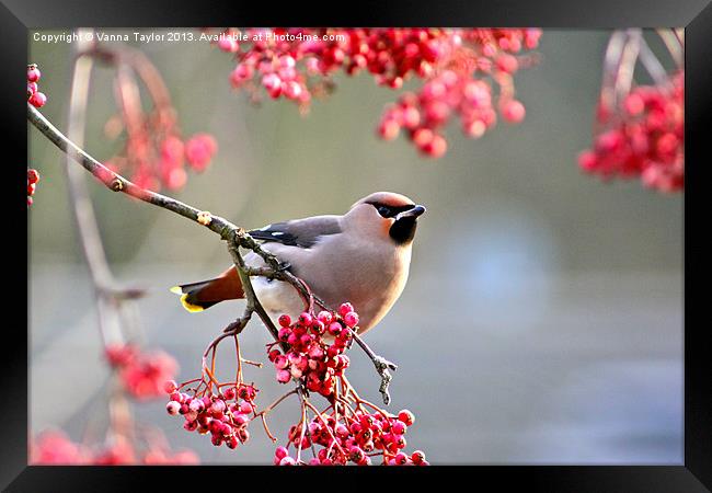 Waxwing Framed Print by Vanna Taylor