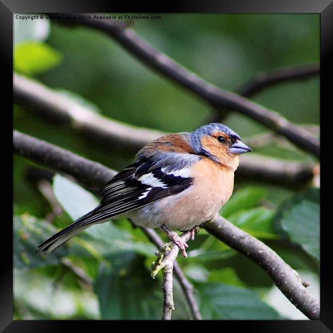 Inquisitive Chaffinch Framed Print by Vanna Taylor