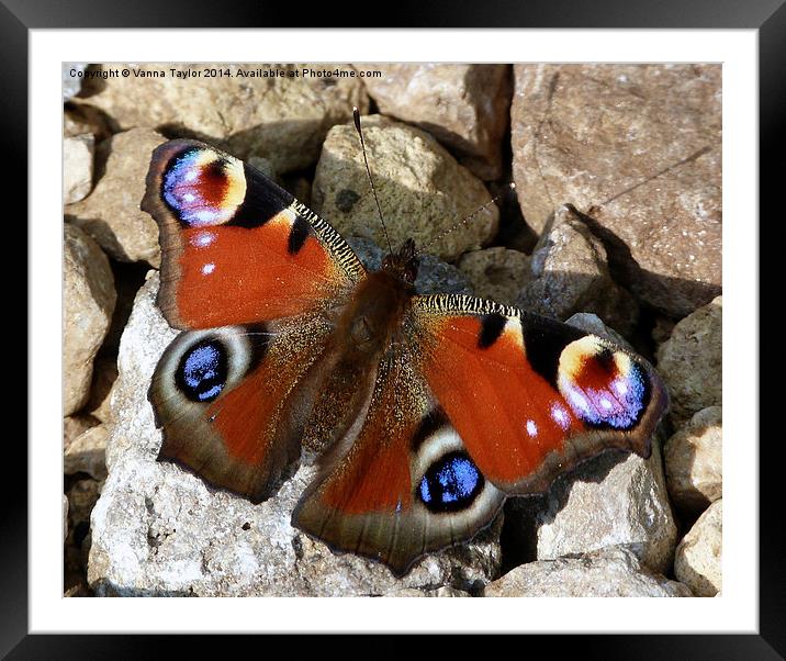 A Peacock Butterfly Enjoying The Sunshine. Framed Mounted Print by Vanna Taylor