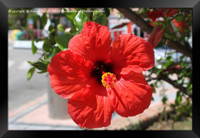 Red Hibiscus Beauty Framed Print by Vanna Taylor