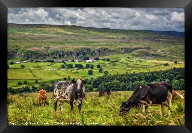 Teesdale Cooos!  Framed Print by Gary Richardson